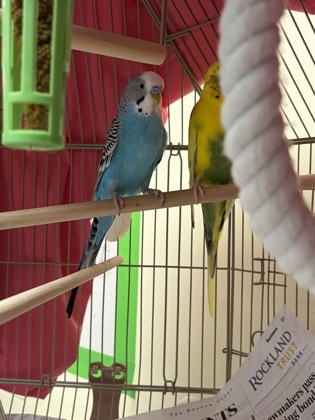 POPPY - Parakeet (Other) / Parakeet (Other) available for adoption