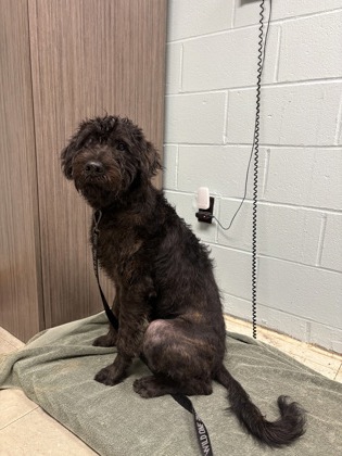 HANDSOME GREG - Standard Poodle / Mix available for adoption