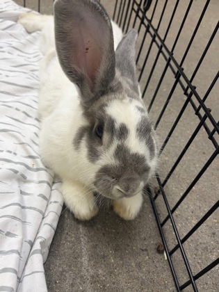 HONEYBUN - Rex / Rex available for adoption