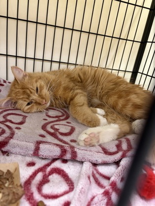 LEO - Domestic Longhair / Mix available for adoption