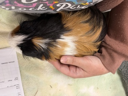 CHORIZO - Guinea Pig available for adoption