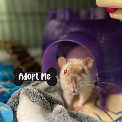 BUBBA - Rat available for adoption