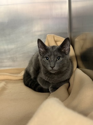 BRANCH - Domestic Shorthair / Mix available for adoption