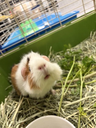 MEATBALL - Guinea Pig available for adoption