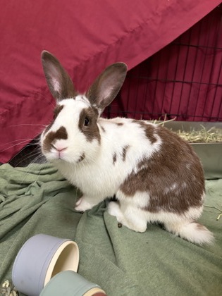 HOWIE MENDEL - Rex / Rabbit available for adoption