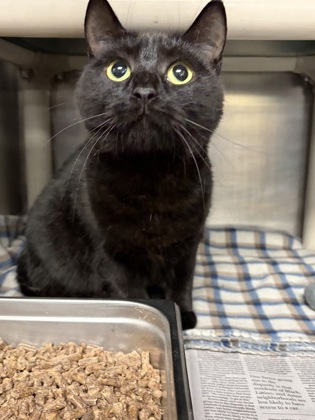 TREBLE - Domestic Shorthair / Mix for adoption in Lowell