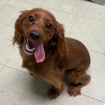 DAISY - Spaniel / Mix available for adoption