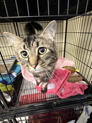 KOFI - Domestic Medium Hair / Mix available for adoption