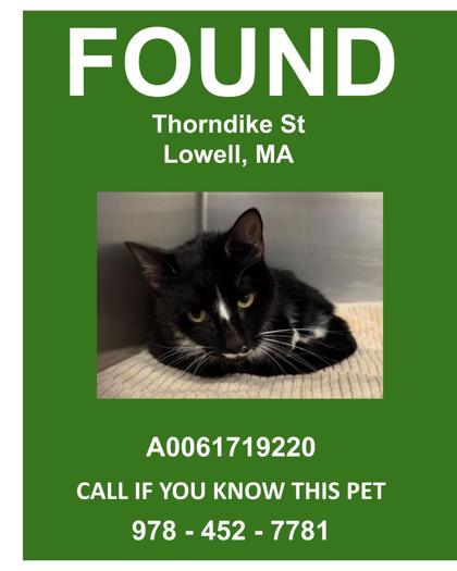 EMERALD - Domestic Shorthair / Mix available for adoption