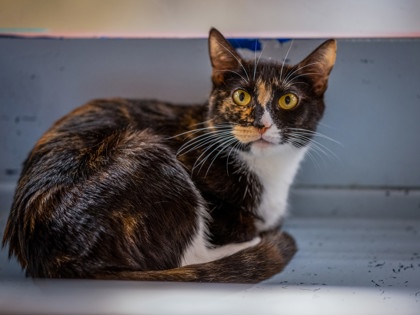 JANET - Domestic Shorthair / Mix available for adoption