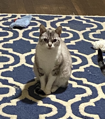 BOBBY - Domestic Shorthair / Mix available for adoption