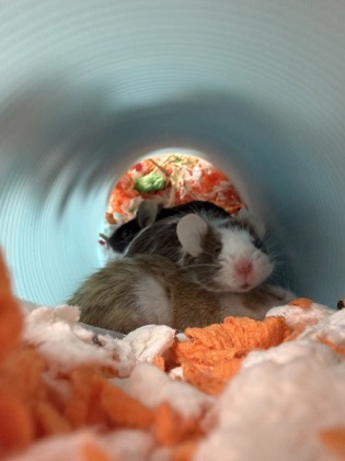 BRUIN - Mouse / Mouse available for adoption