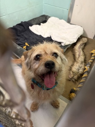 BUDDY - Shih Tzu / Mix available for adoption