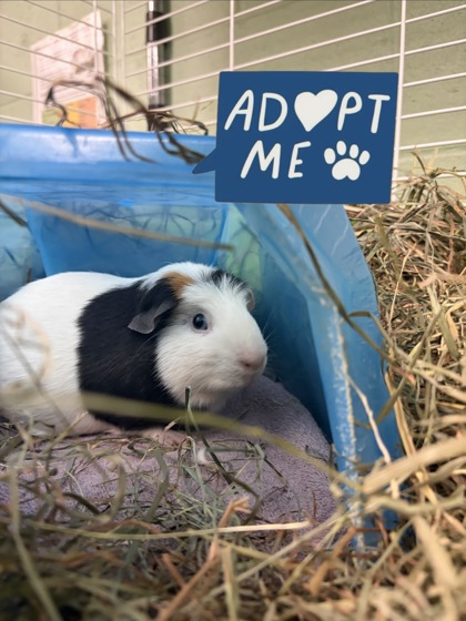 FIDGET - Guinea Pig / Guinea Pig available for adoption