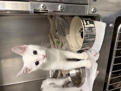 MOB BOSS - Domestic Shorthair / Mix available for adoption