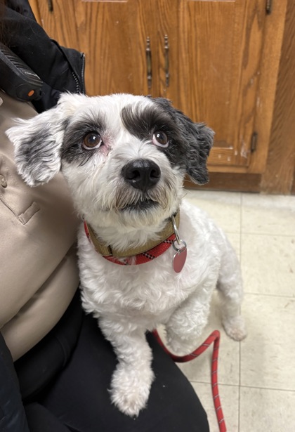 GOMEZ - Bichon Frise / Mix available for adoption