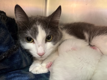 SMOKEY - Domestic Shorthair / Mix for adoption in Manchester