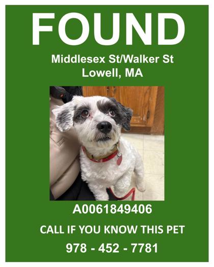 GOMEZ - Bichon Frise / Mix available for adoption