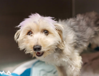 RIBBIT - Maltese / Yorkshire Terrier available for adoption