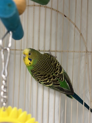 PRINCESS PEACH - Parakeet (Other) available for adoption