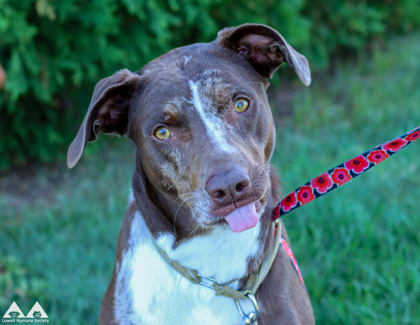 COCONUT CRAB - Catahoula Leopard dog available for adoption