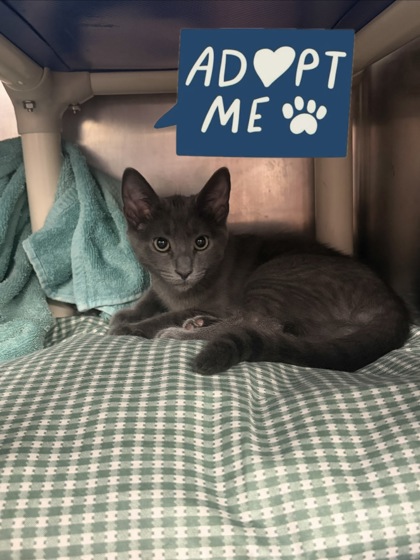 BRANCH - Domestic Shorthair / Mix available for adoption