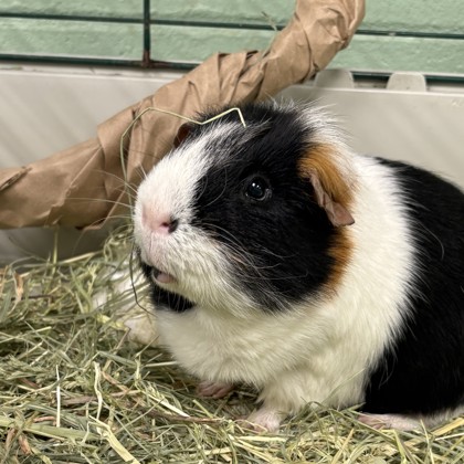 MR. ELLIOTT PIGBERT, ESQ. III - Guinea Pig / Guinea Pig available for adoption