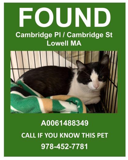 MITCHELL - Domestic Shorthair / Mix available for adoption