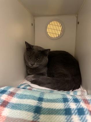 GREY-LYN - Domestic Shorthair / Mix available for adoption
