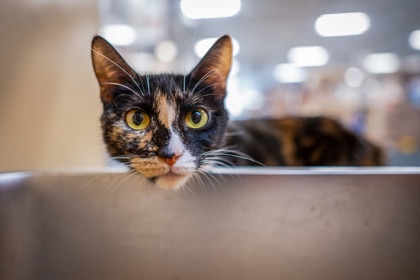 JANET - Domestic Shorthair / Mix available for adoption