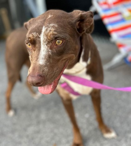COCONUT CRAB - Catahoula Leopard dog available for adoption