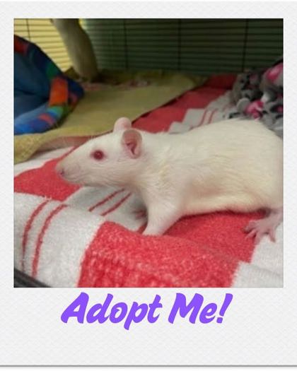 BUBBA - Rat available for adoption