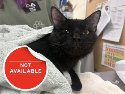SCALLION - Domestic Medium Hair / Mix for adoption in Lowell