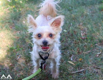 FILO - Yorkshire Terrier / Mix available for adoption