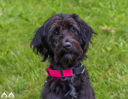 BANANA - Standard Poodle / Mix available for adoption