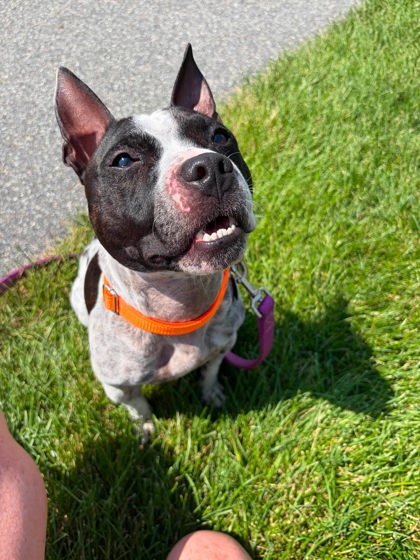 GRISTLE - Mixed Breed, Small (under 24 lbs fully grown) / Mix available for adoption
