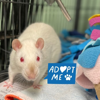 FOREST - Rat available for adoption