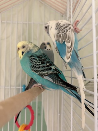 DICTIONARY - Parakeet (Other) available for adoption