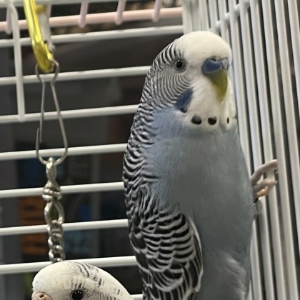 CONCORDANCE - Parakeet (Other) available for adoption