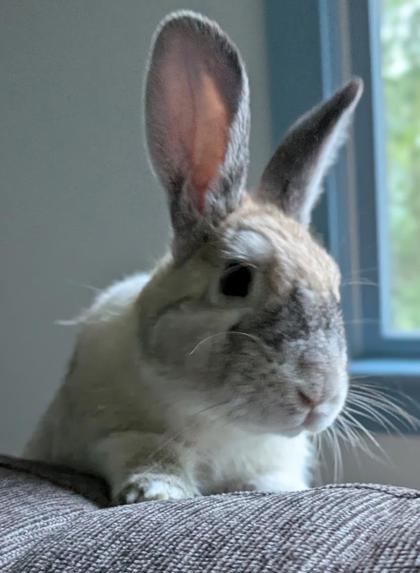 BILL - American / American available for adoption