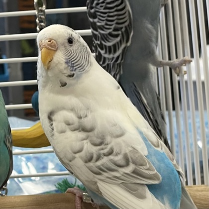 DICTIONARY - Parakeet (Other) available for adoption