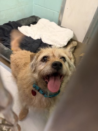 BUDDY - Shih Tzu / Mix available for adoption