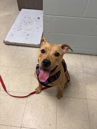HADLEY STRAY - Mixed Breed, Medium (up to 44 lbs fully grown) / Mix available for adoption