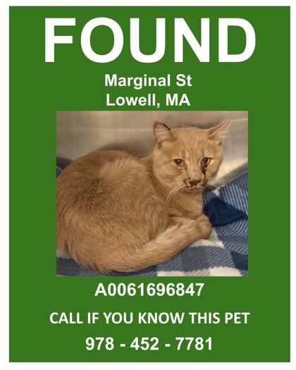 MACKLEMORE - Domestic Shorthair / Mix for adoption in Nashua