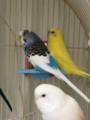 DAISY - Parakeet (Other) available for adoption
