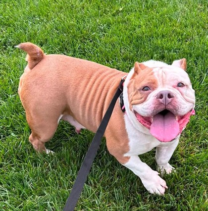 REBA - Bully American - Pocket / Mix available for adoption