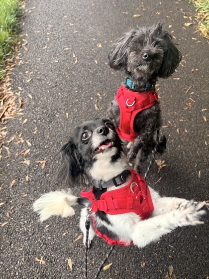 ACE - Bichon Frise / Shih Tzu available for adoption
