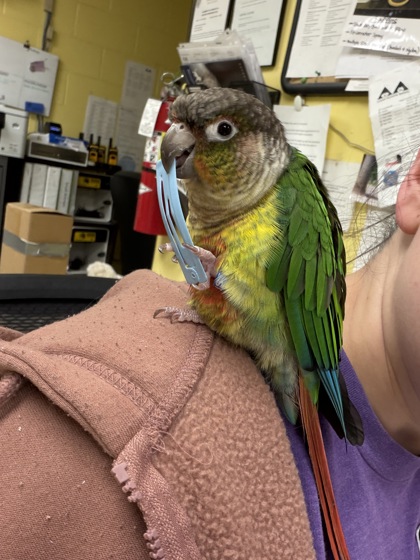 ANISE - Conure / Conure available for adoption