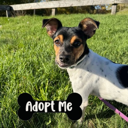 ARCHER - Jack Russell Terrier / Mix available for adoption