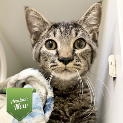 DUCKY - Domestic Shorthair / Mix available for adoption